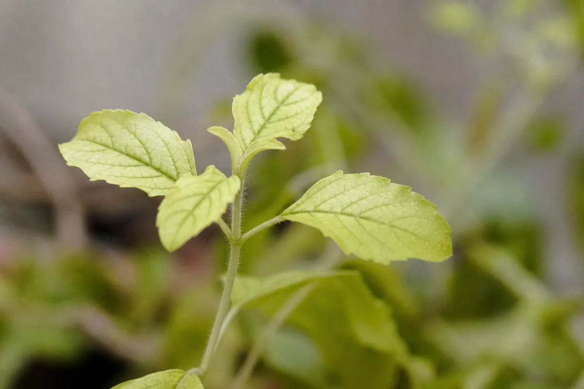 Close-up of Not Enough Light on Tulsi - diagnostic detail