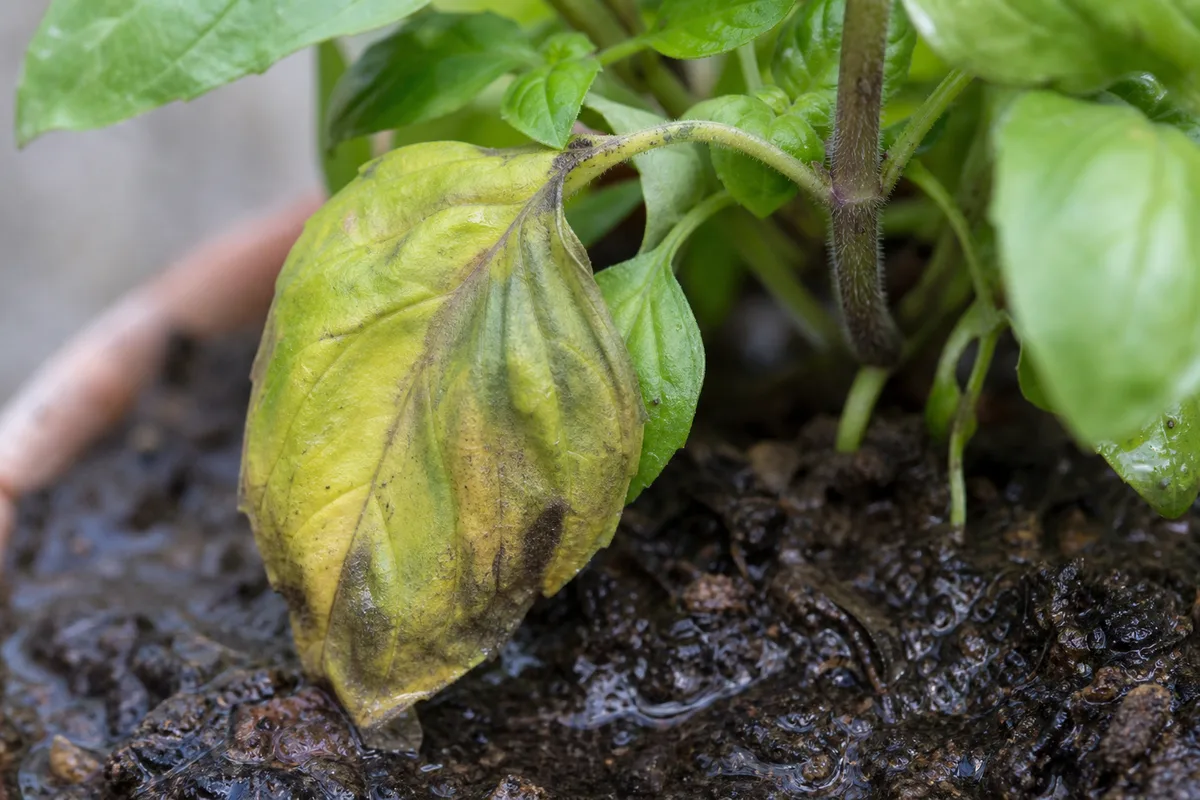Close-up of Overwatering on Tulsi - diagnostic detail