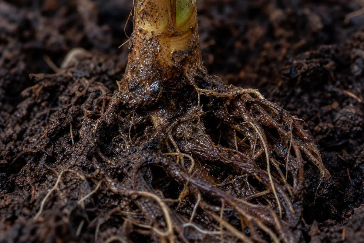 Close-up of Root Rot on Tulsi - diagnostic detail