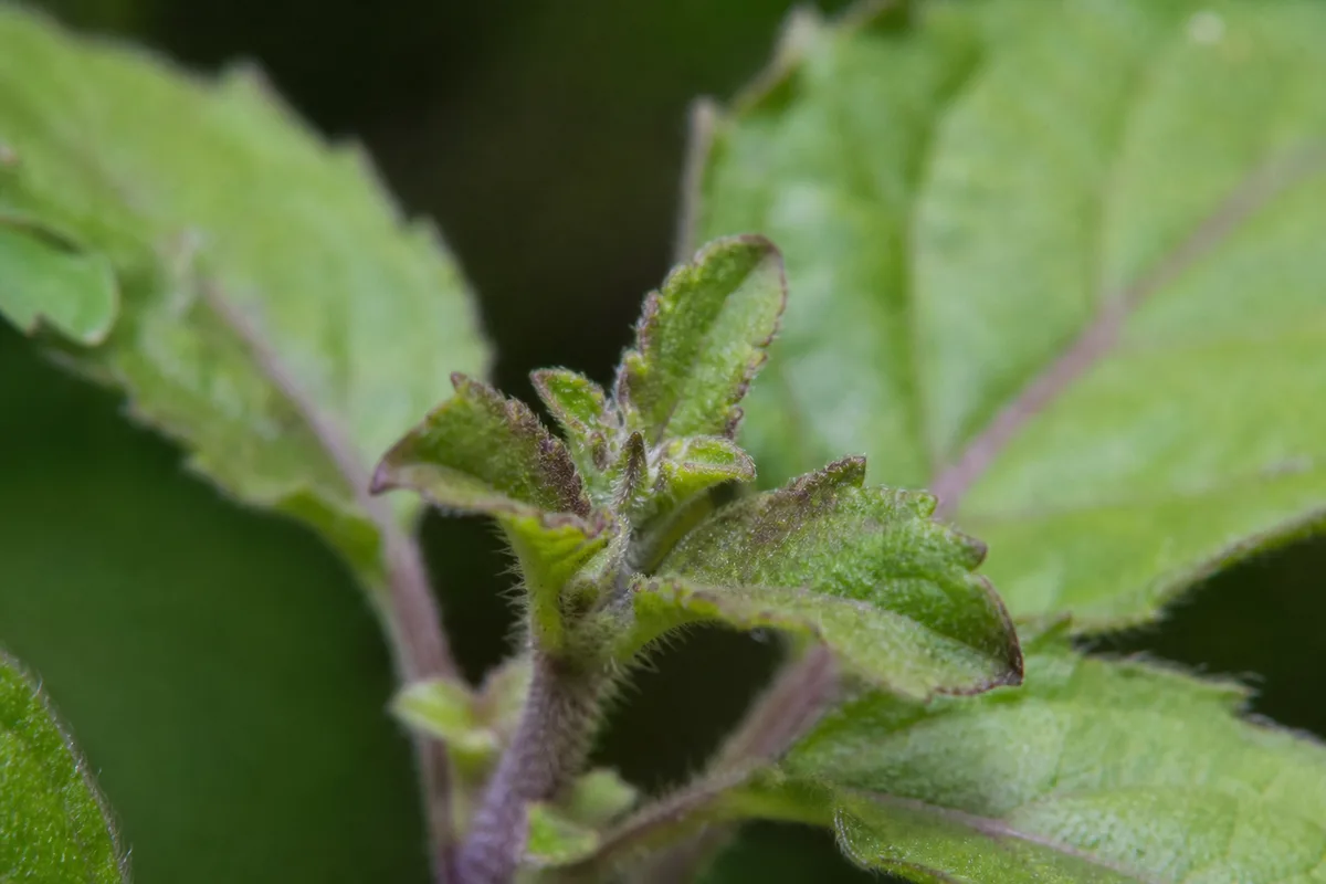 Close-up of Slow Growth on Tulsi - diagnostic detail