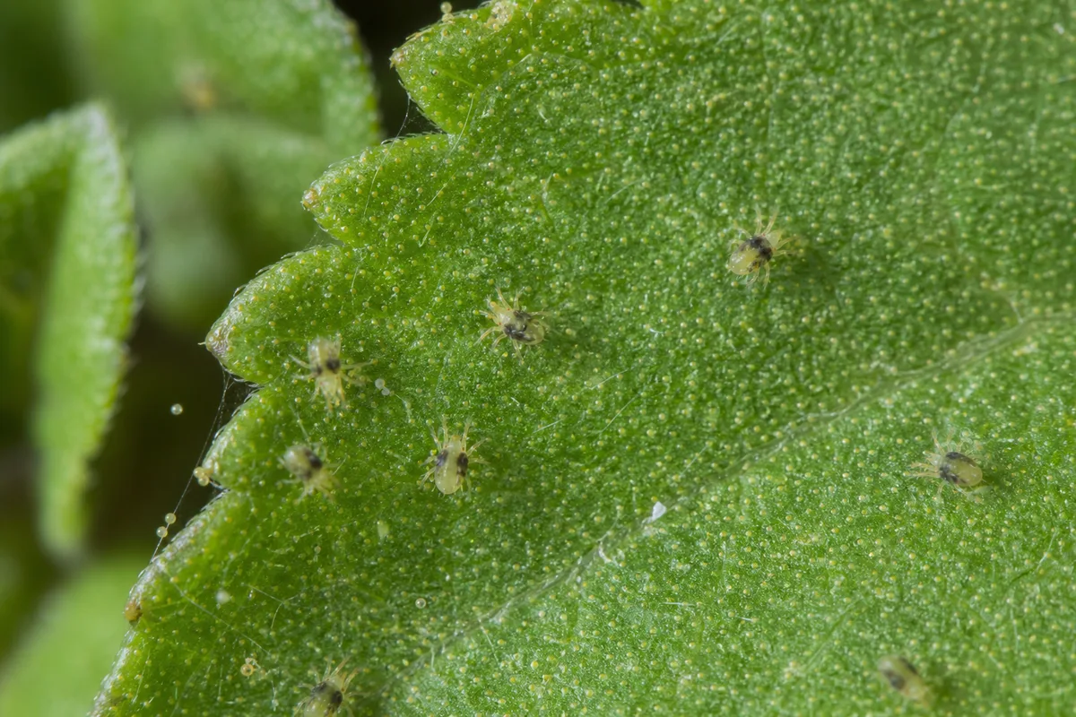 Close-up of Spider Mites on Tulsi - diagnostic detail