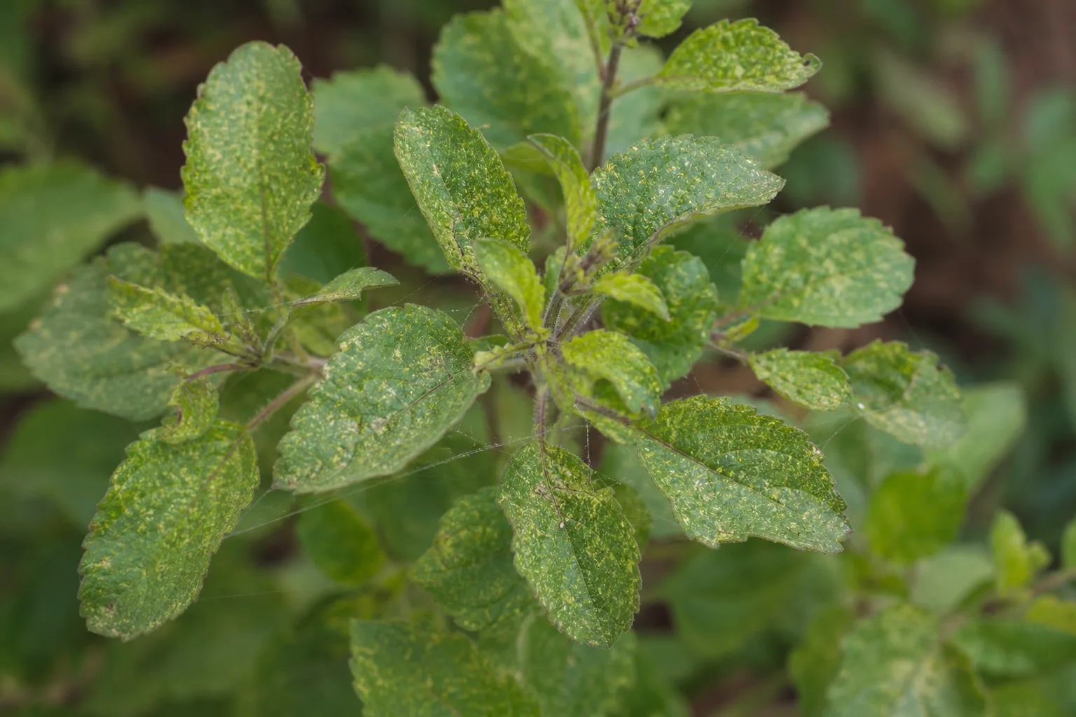 Spider Mites on Tulsi - visible symptom on the plant
