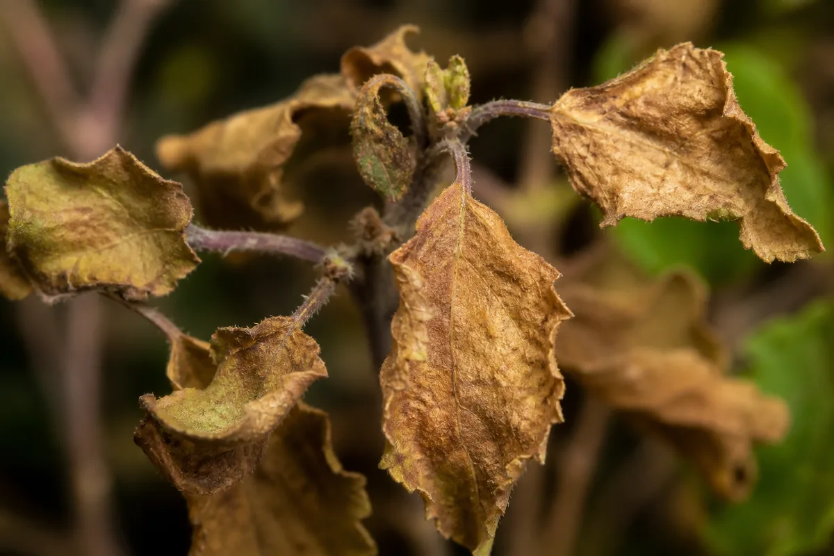 Close-up of Underwatering on Tulsi - diagnostic detail