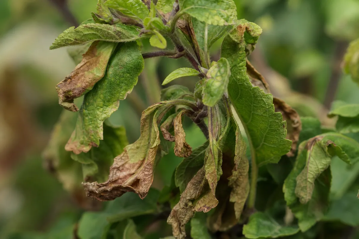 Close-up of Water Stress on Tulsi - diagnostic detail