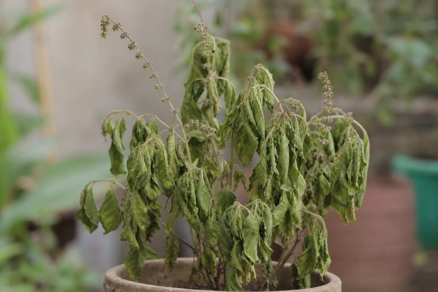Wilting on Tulsi - visible symptom on the plant