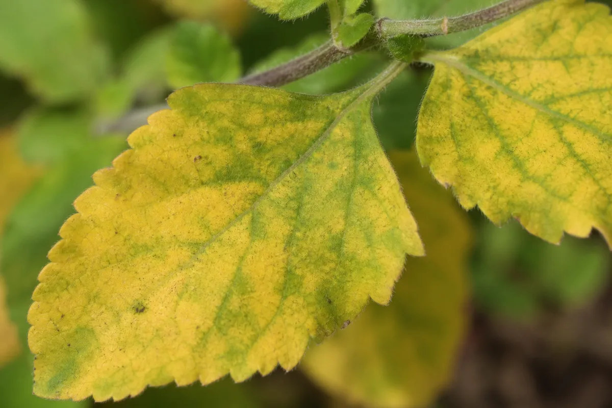 Close-up of Yellow Leaves on Tulsi - diagnostic detail
