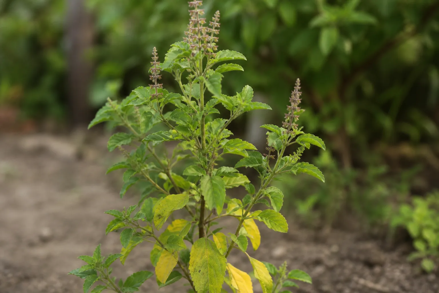 Yellow Leaves on Tulsi - visible symptom on the plant
