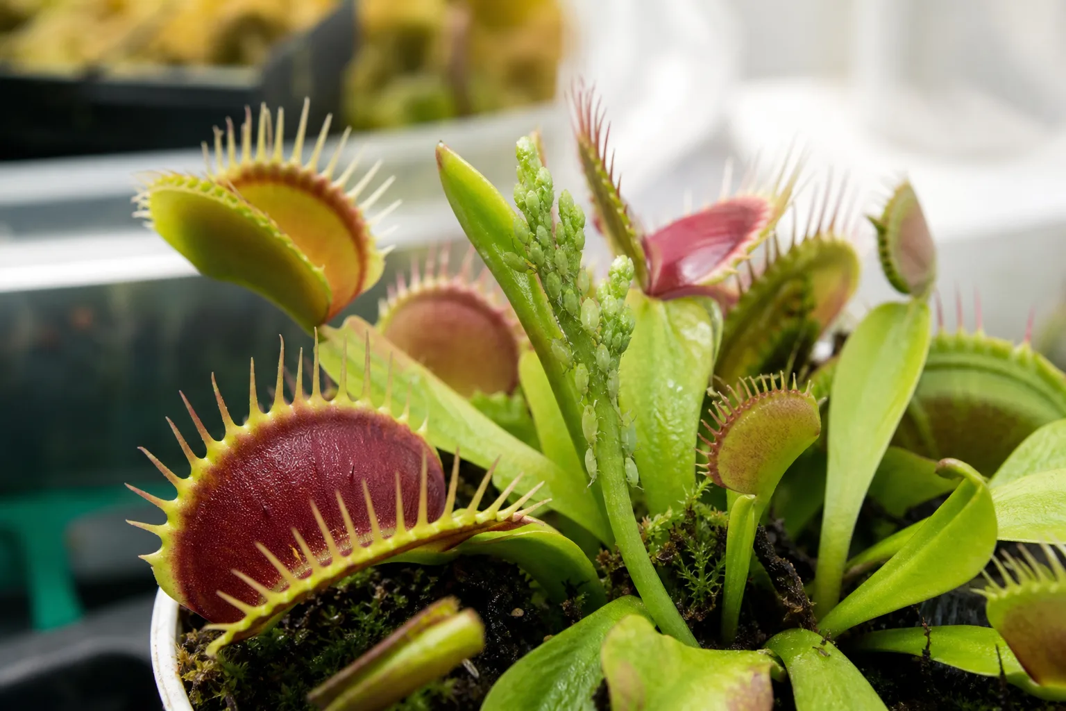 Aphids on Venus Flytrap - visible symptom on the plant
