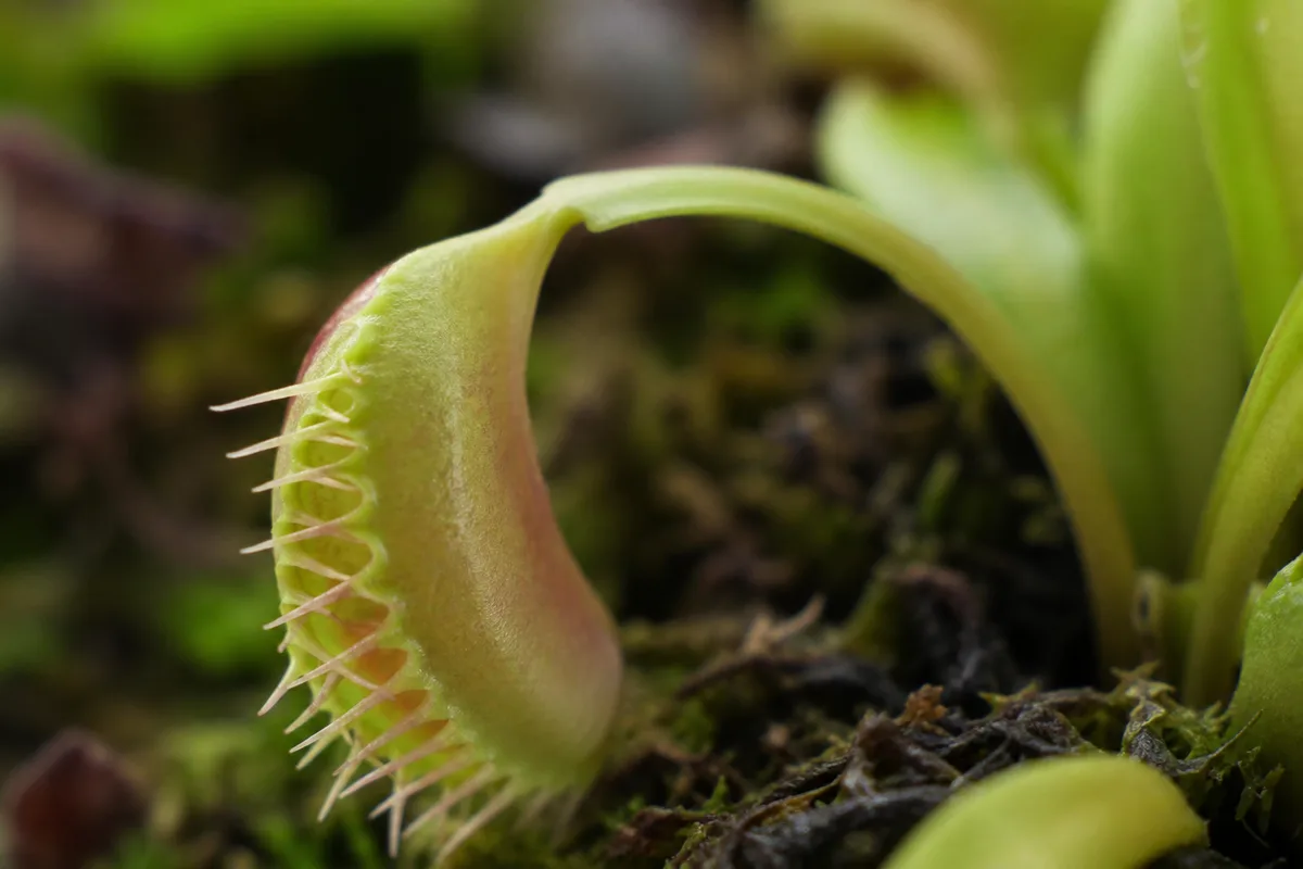 Close-up of Drooping Leaves on Venus Flytrap - diagnostic detail
