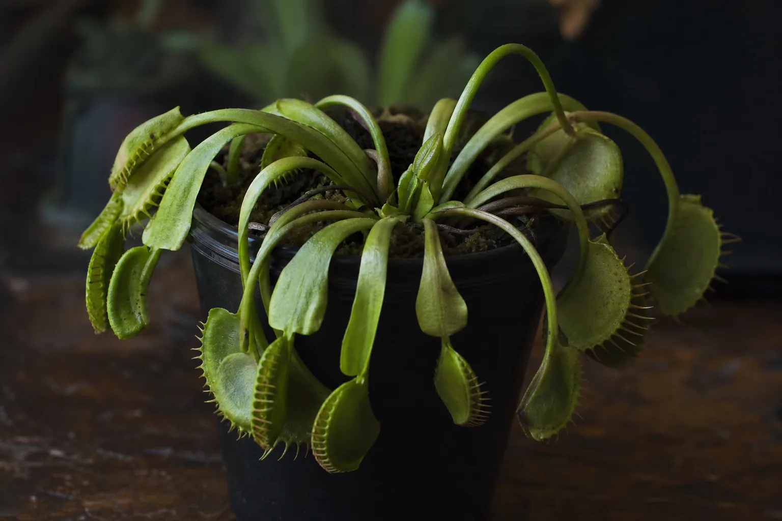 Drooping Leaves on Venus Flytrap - visible symptom on the plant