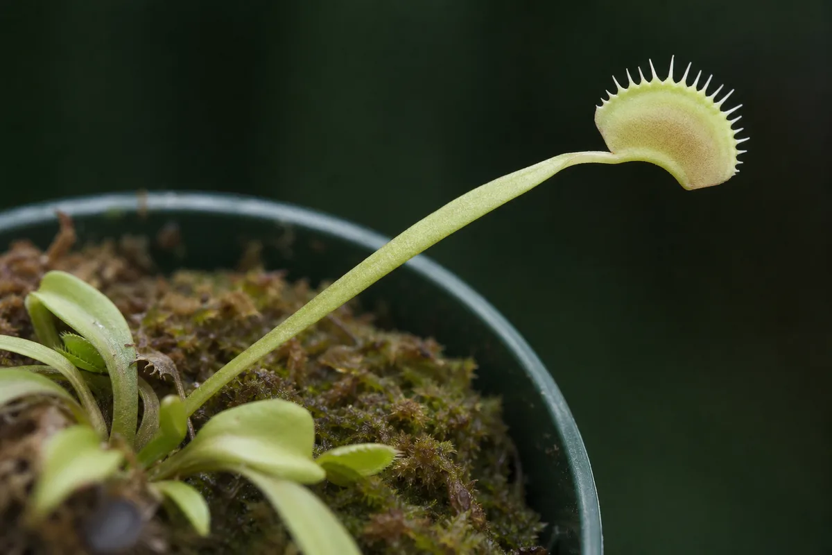 Close-up of Leggy Growth on Venus Flytrap - diagnostic detail
