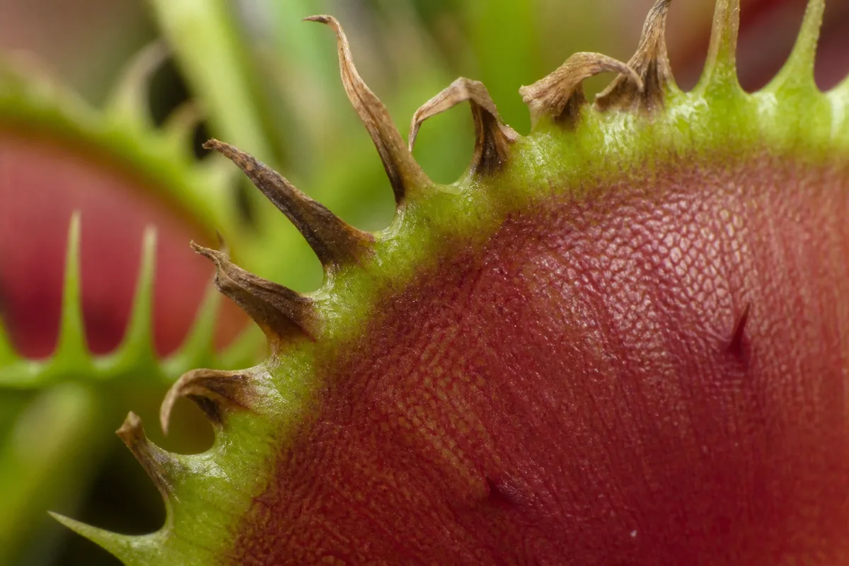 Close-up of Low Humidity on Venus Flytrap - diagnostic detail