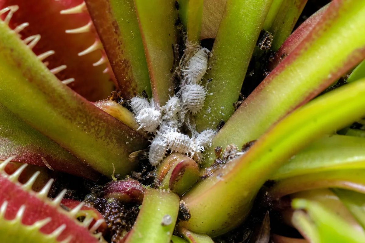 Close-up of Mealybugs on Venus Flytrap - diagnostic detail