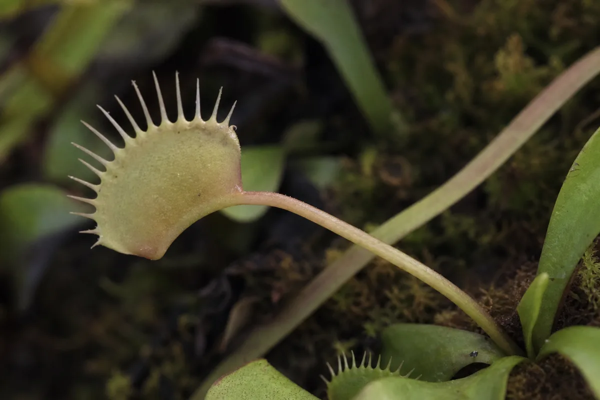 Close-up of Not Enough Light on Venus Flytrap - diagnostic detail