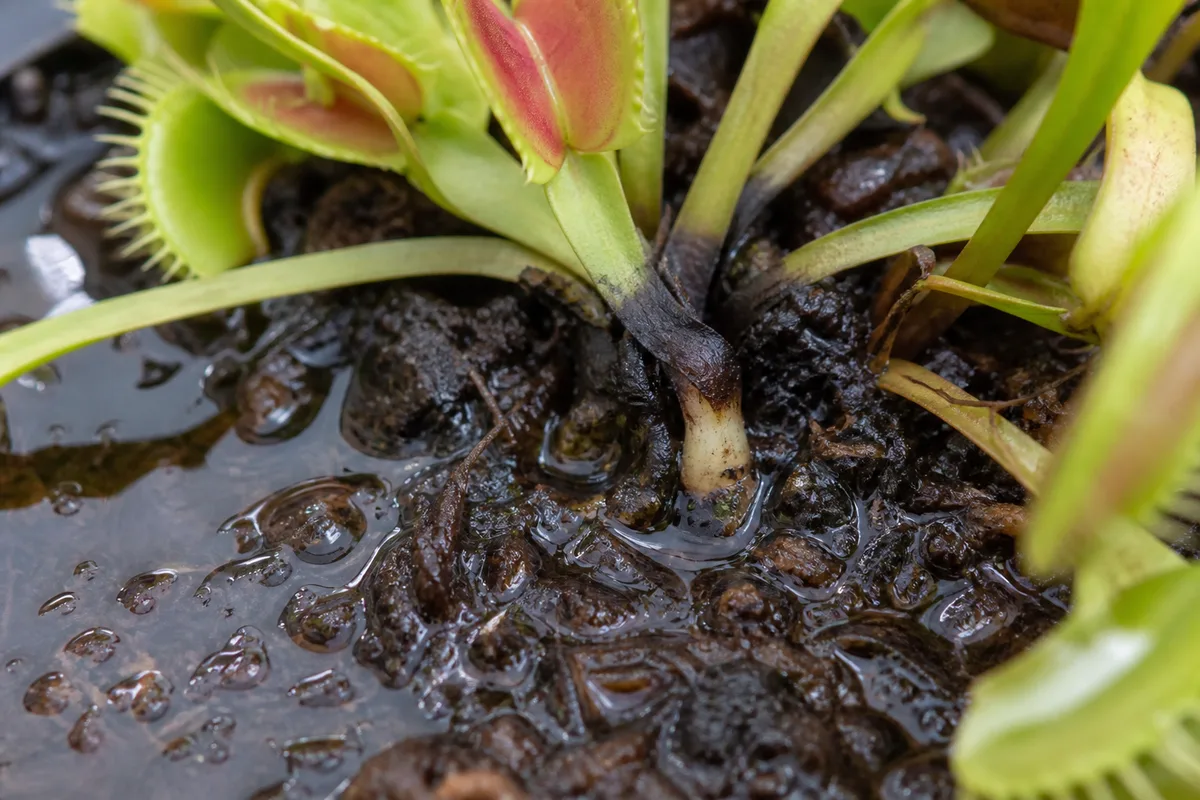 Close-up of Overwatering on Venus Flytrap - diagnostic detail