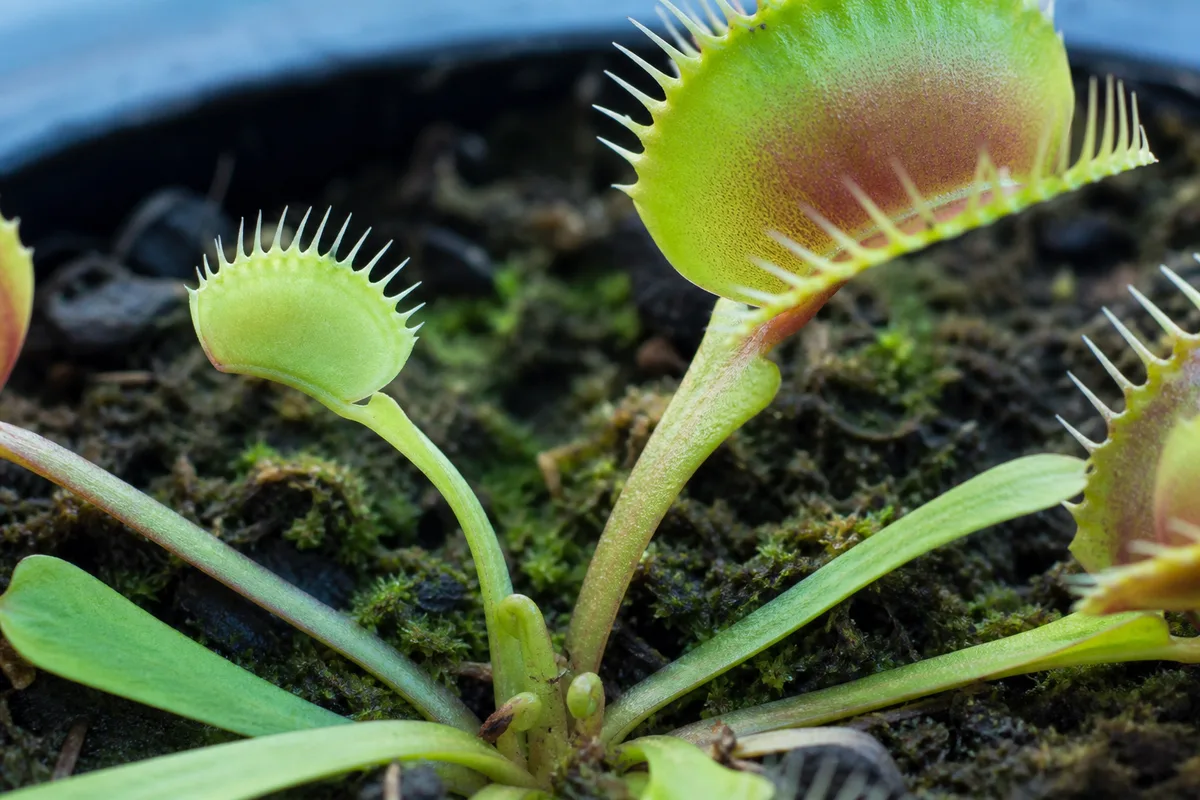 Close-up of Slow Growth on Venus Flytrap - diagnostic detail