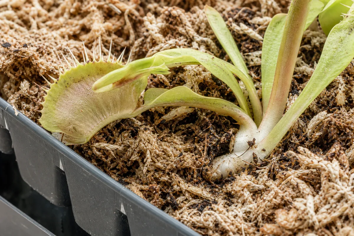 Close-up of Underwatering on Venus Flytrap - diagnostic detail