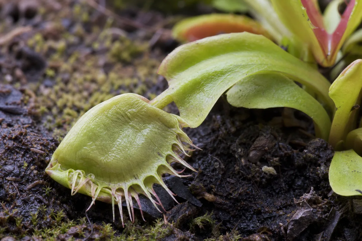 Close-up of Wilting on Venus Flytrap - diagnostic detail