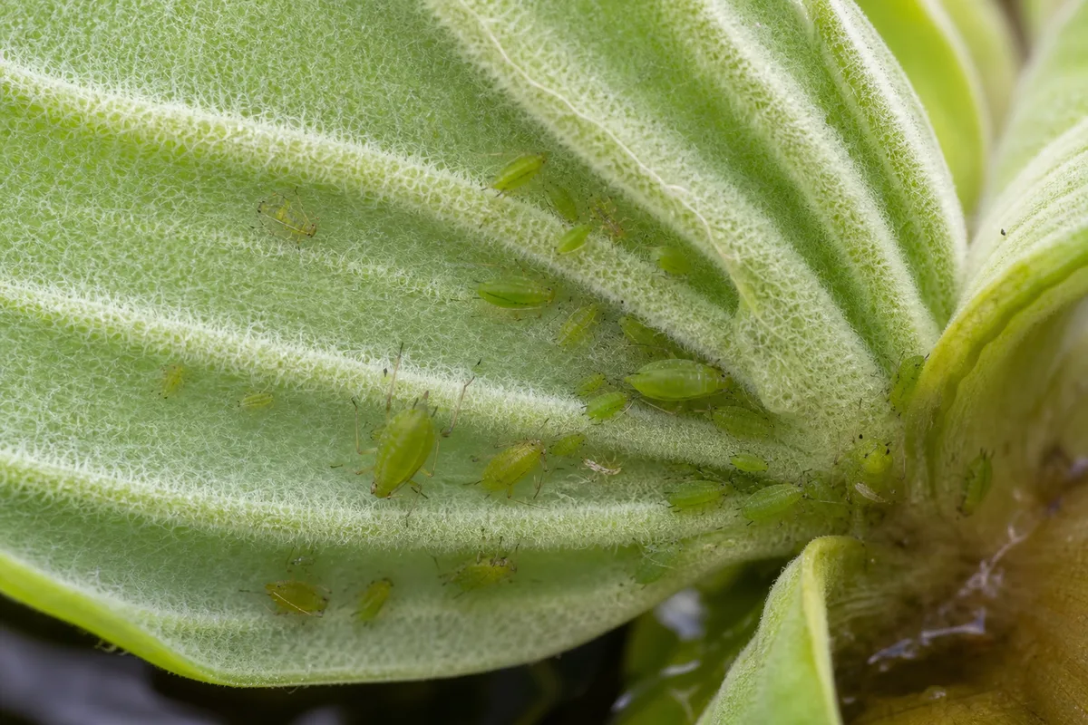 Close-up of Aphids on Water Lettuce - diagnostic detail