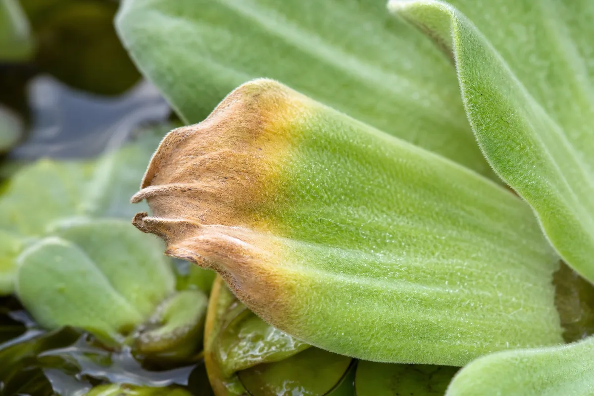 Close-up of Brown Tips on Water Lettuce - diagnostic detail