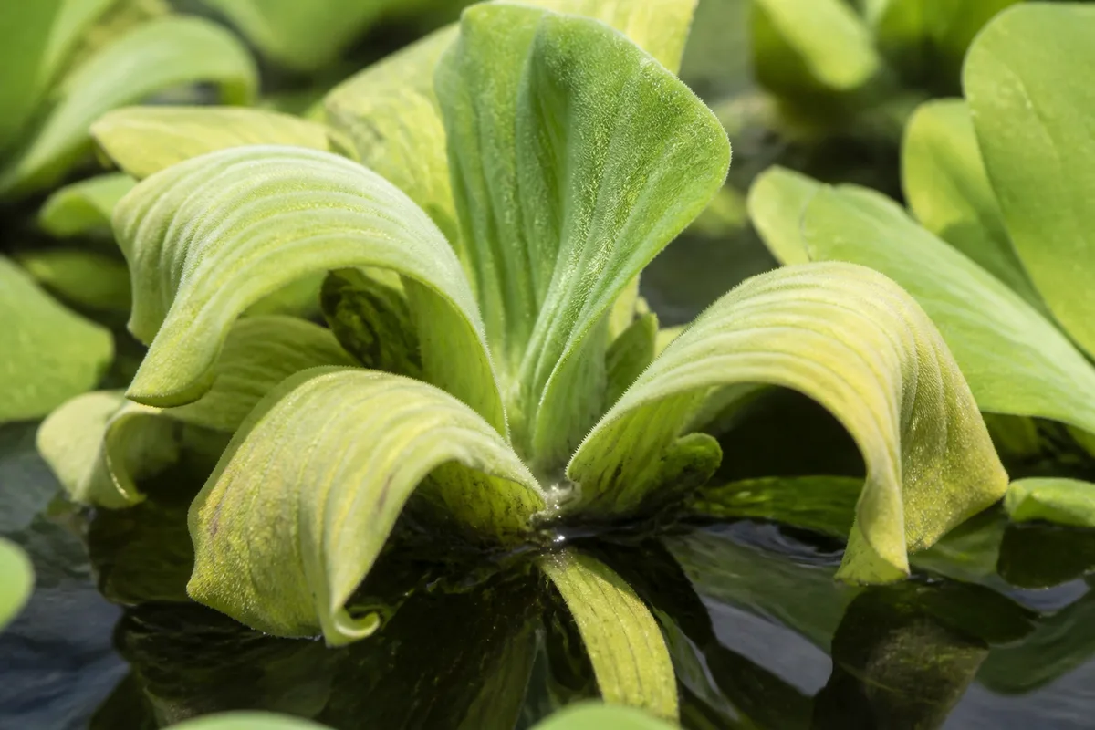 Close-up of Drooping Leaves on Water Lettuce - diagnostic detail