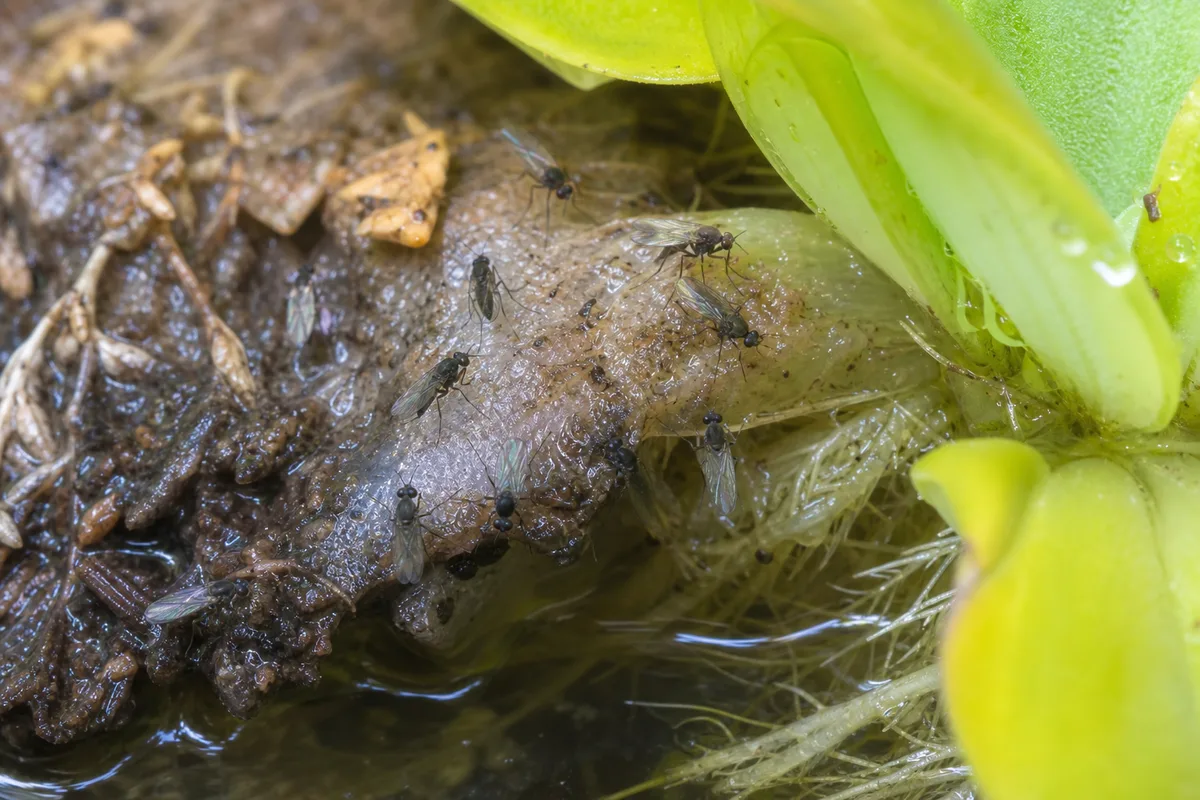 Close-up of Fungus Gnats on Water Lettuce - diagnostic detail