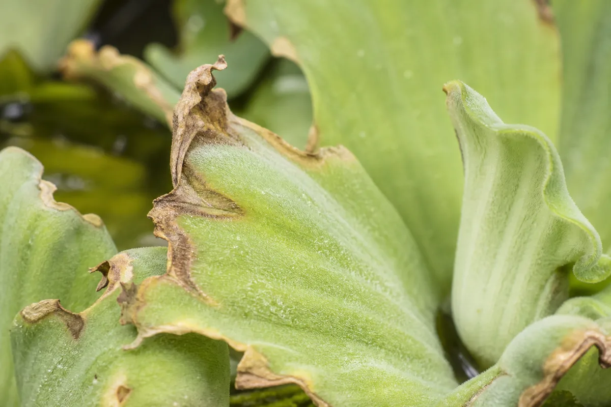 Close-up of Low Humidity on Water Lettuce - diagnostic detail