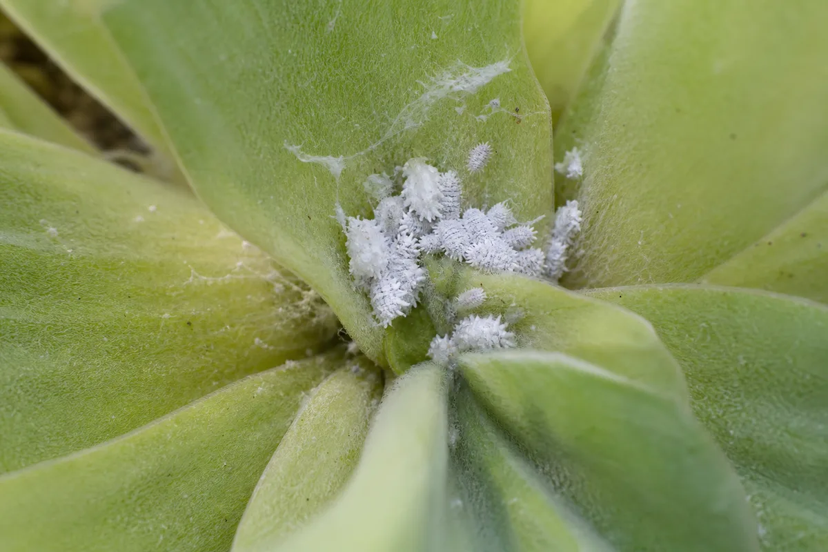 Close-up of Mealybugs on Water Lettuce - diagnostic detail