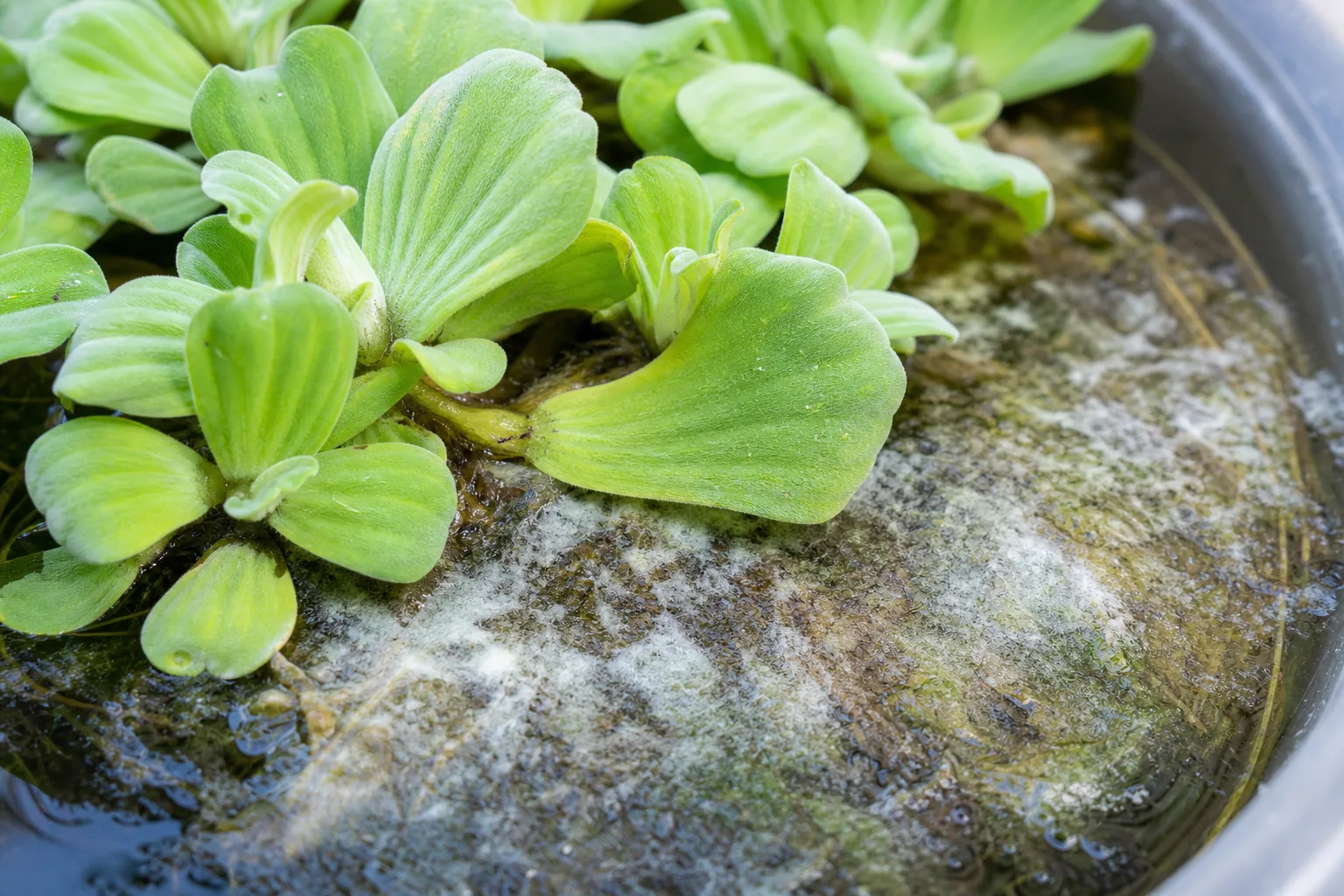 Mold on Soil on Water Lettuce - visible symptom on the plant