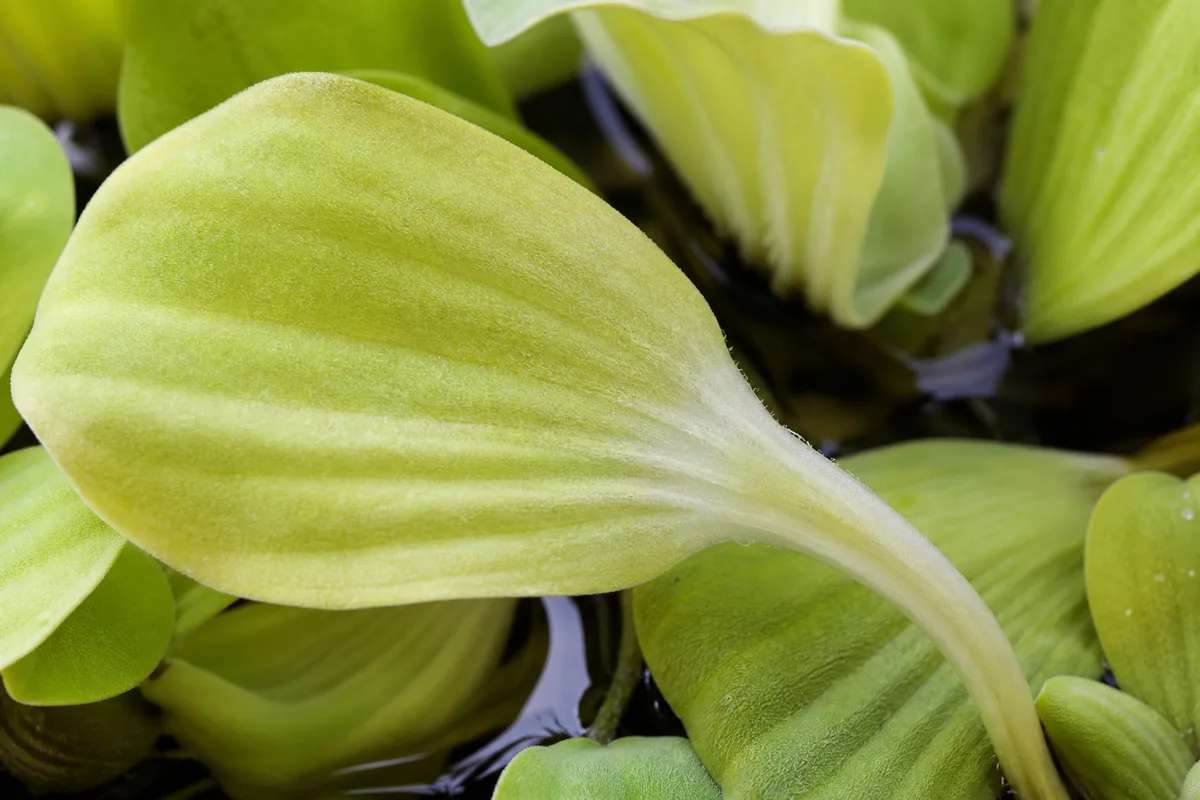 Close-up of Not Enough Light on Water Lettuce - diagnostic detail