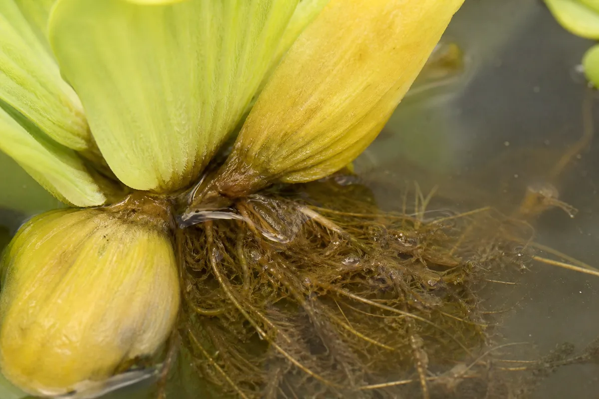 Close-up of Overwatering on Water Lettuce - diagnostic detail