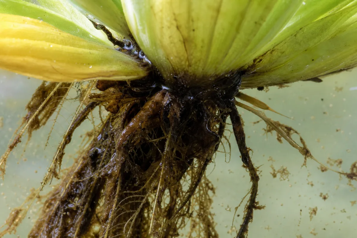 Close-up of Root Rot on Water Lettuce - diagnostic detail