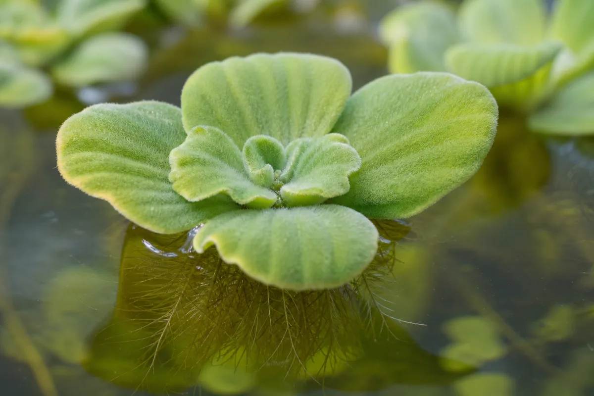 Close-up of Slow Growth on Water Lettuce - diagnostic detail
