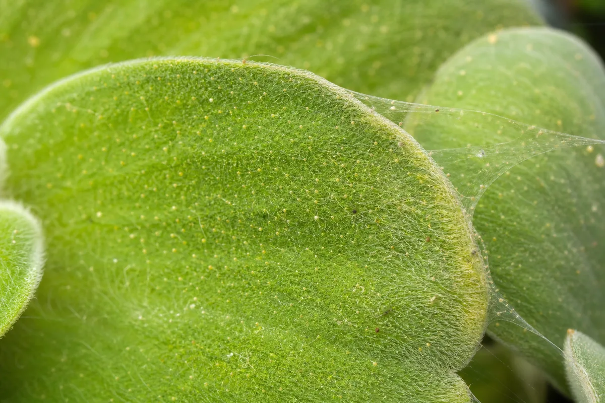 Close-up of Spider Mites on Water Lettuce - diagnostic detail
