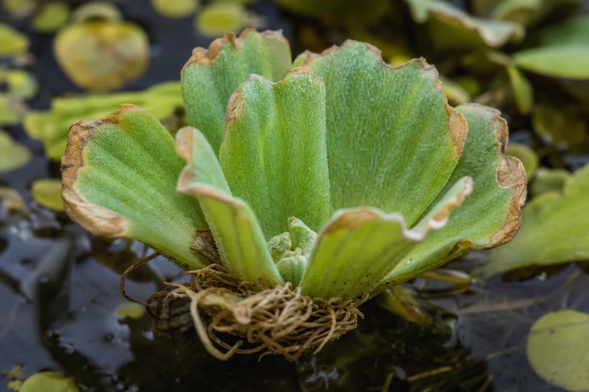 Close-up of Underwatering on Water Lettuce - diagnostic detail