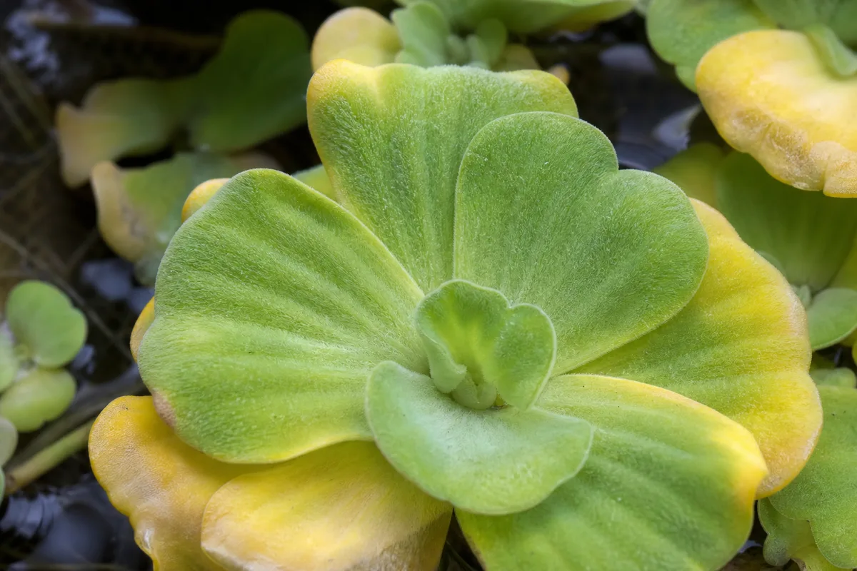 Close-up of Yellow Leaves on Water Lettuce - diagnostic detail