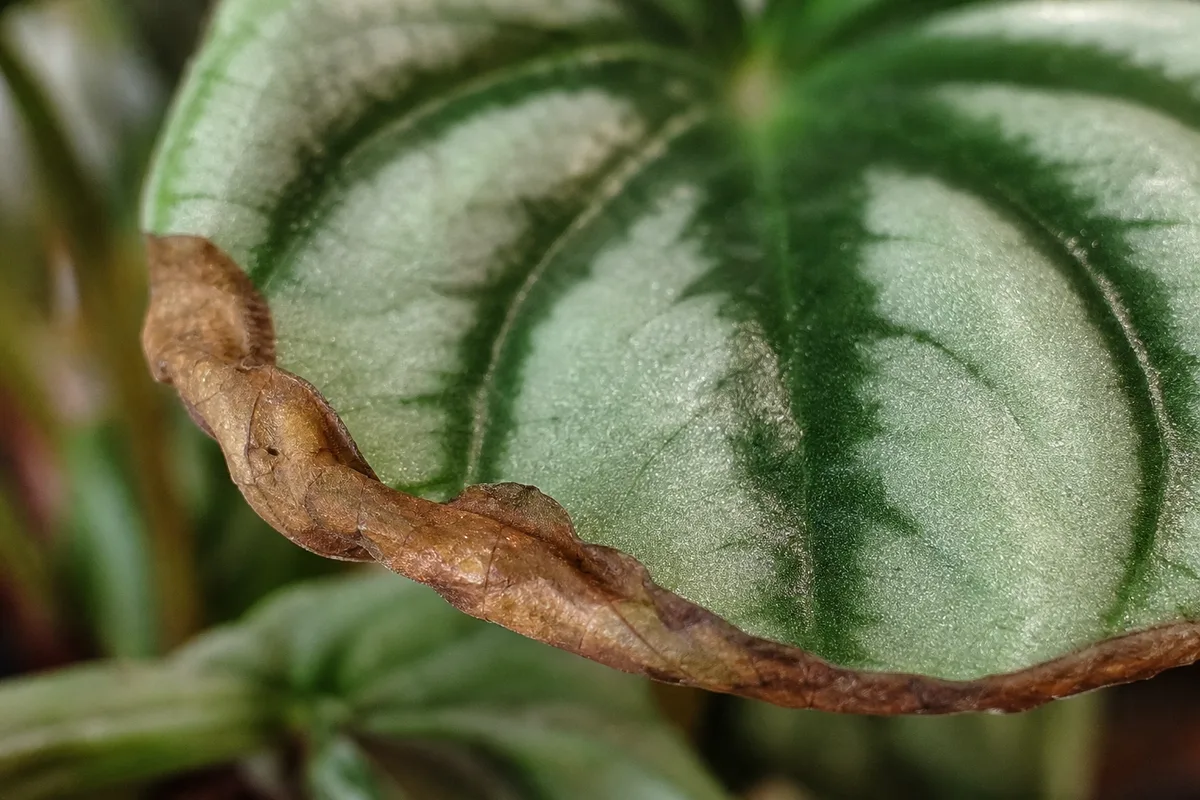 Close-up of Crispy Leaves on Watermelon Peperomia - diagnostic detail