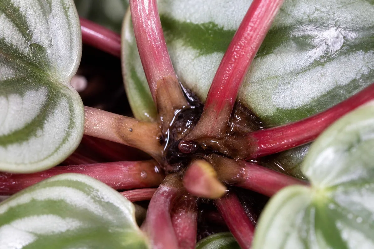 Close-up of Crown Rot on Watermelon Peperomia - diagnostic detail