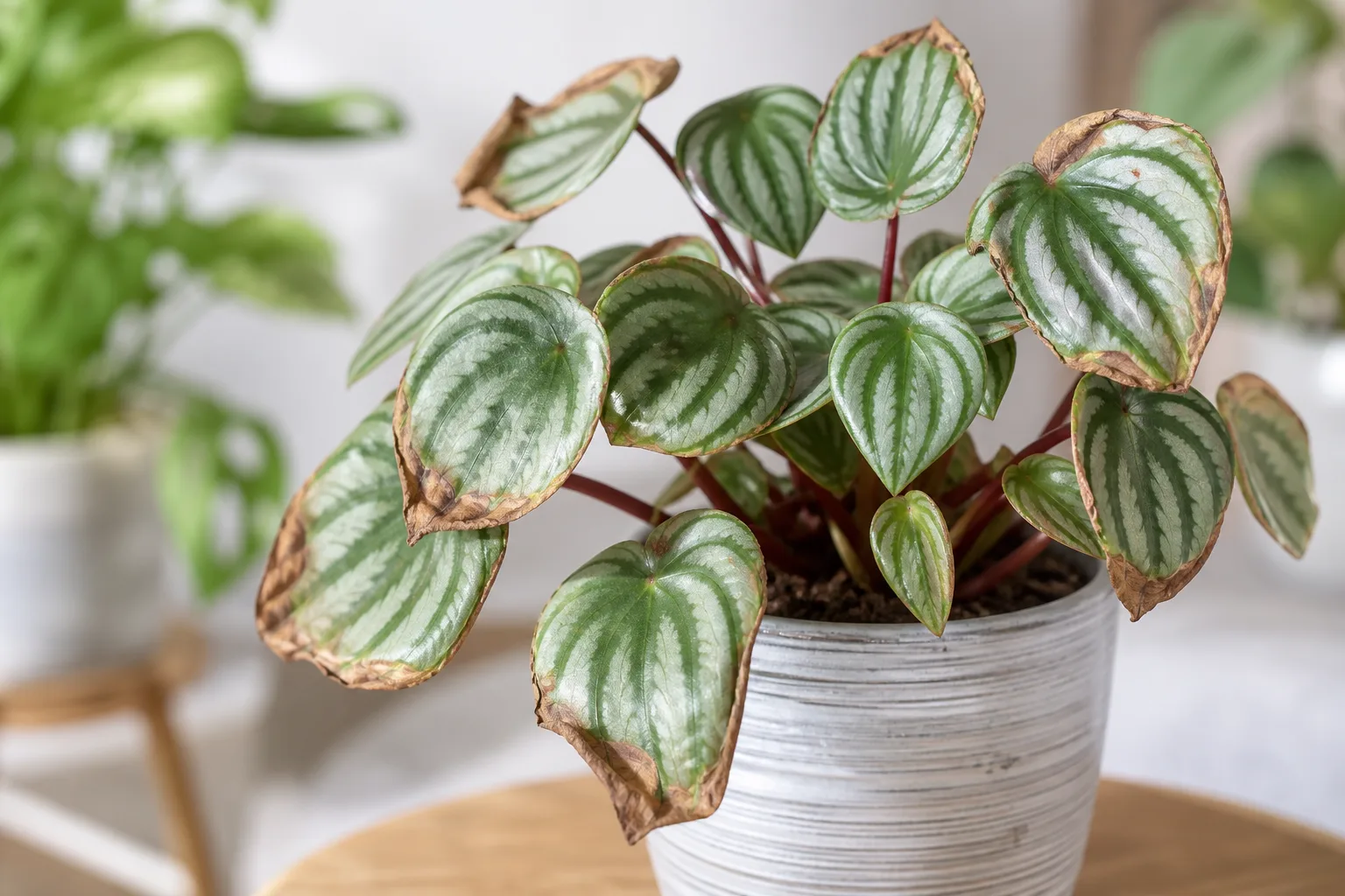 Low Humidity on Watermelon Peperomia - visible symptom on the plant
