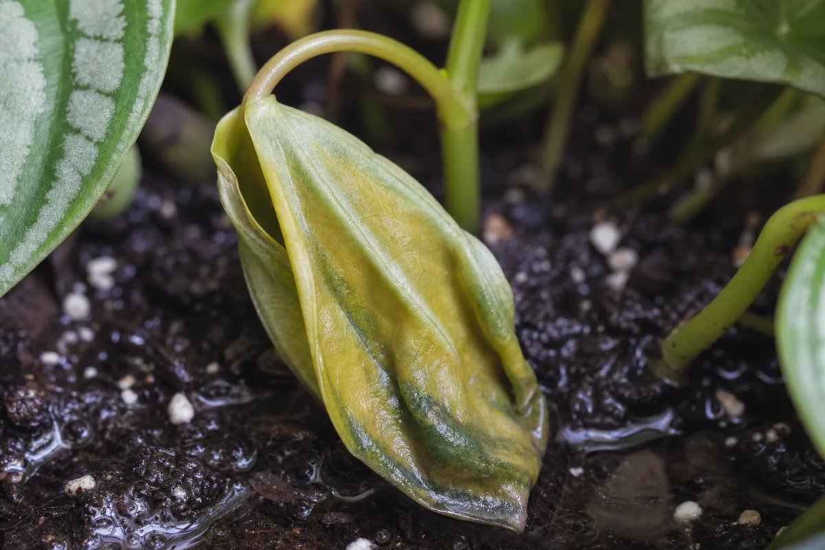 Close-up of Overwatering on Watermelon Peperomia - diagnostic detail