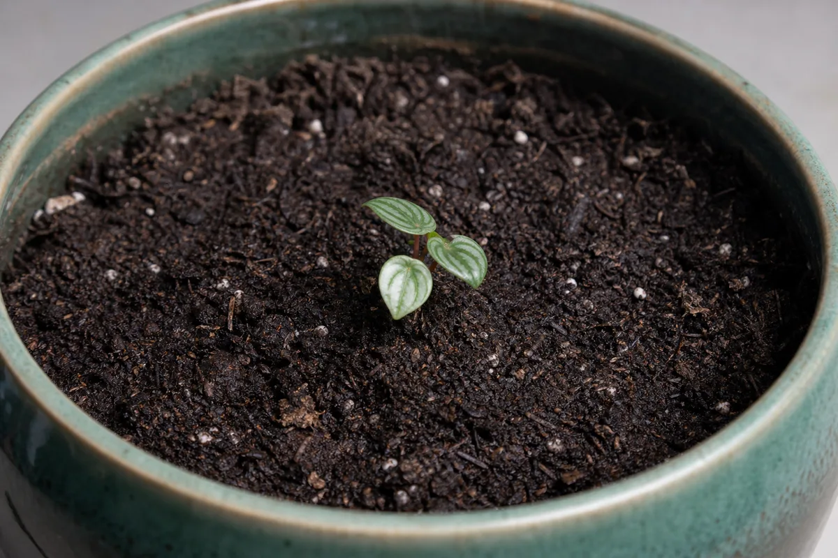 Close-up of Pot Too Large on Watermelon Peperomia - diagnostic detail