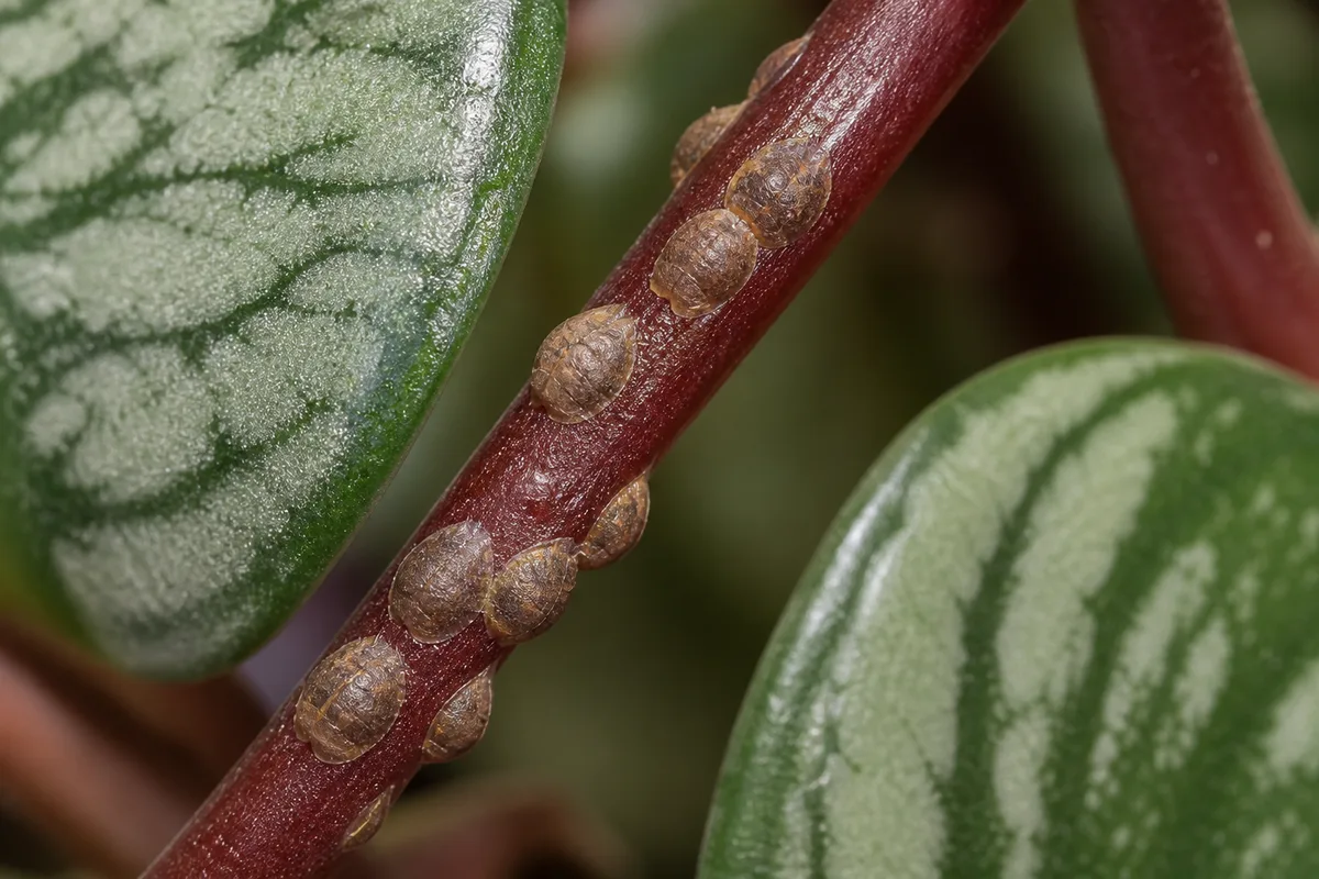 Close-up of Scale Insects on Watermelon Peperomia - diagnostic detail