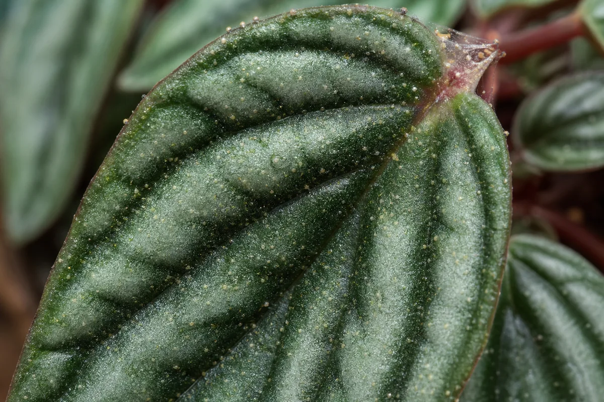 Close-up of Spider Mites on Watermelon Peperomia - diagnostic detail
