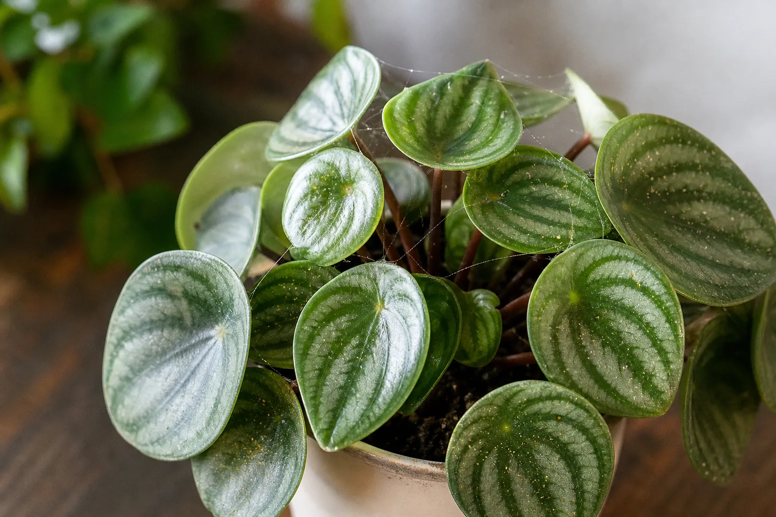 Spider Mites on Watermelon Peperomia - visible symptom on the plant