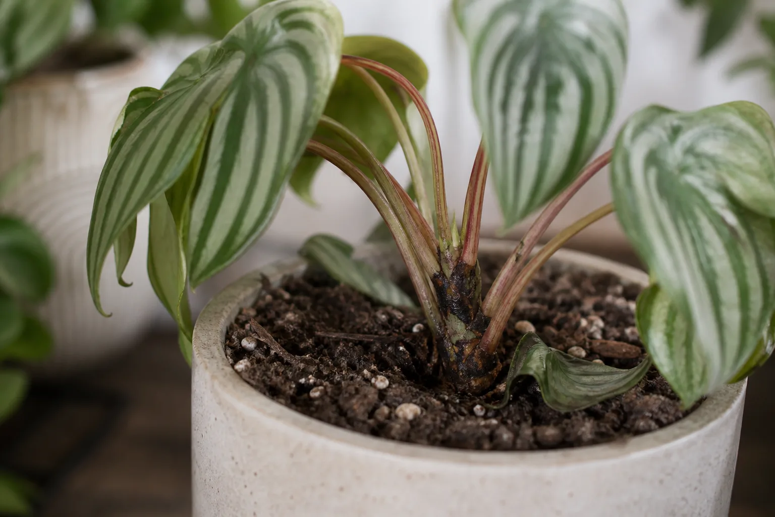 Stem Rot on Watermelon Peperomia - visible symptom on the plant