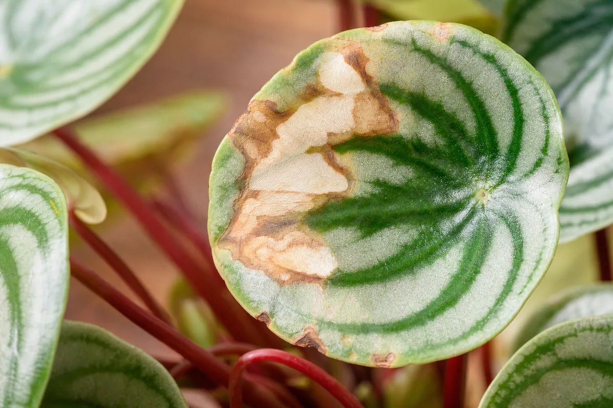 Close-up of Sunburn / Scorched Leaves on Watermelon Peperomia - diagnostic detail
