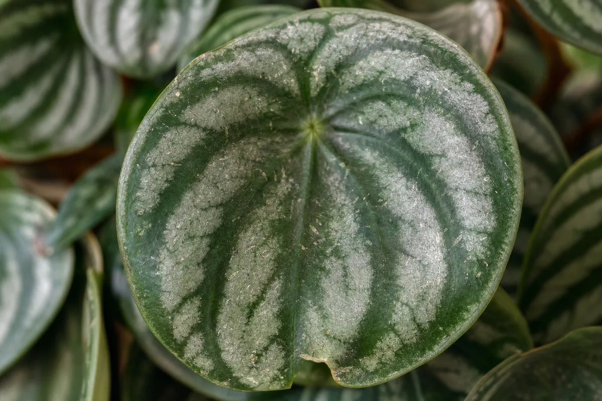 Close-up of Thrips on Watermelon Peperomia - diagnostic detail