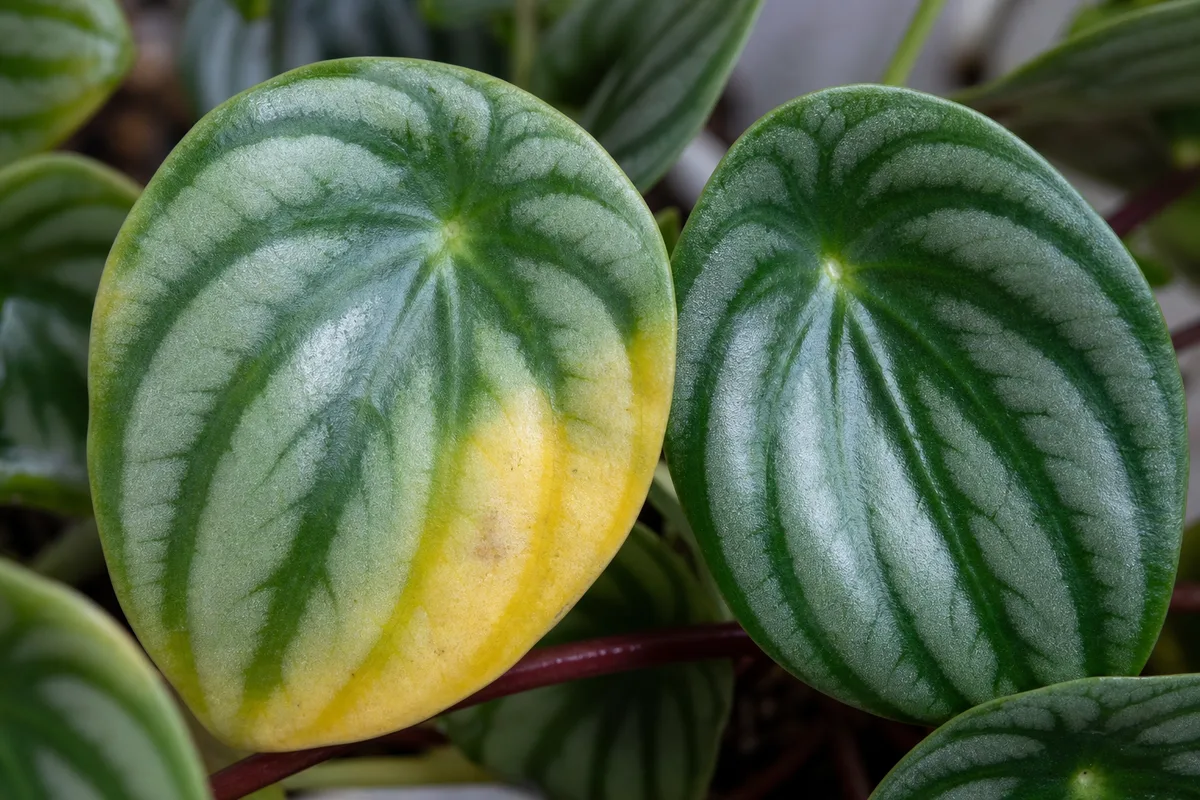 Close-up of Yellow Leaves on Watermelon Peperomia - diagnostic detail