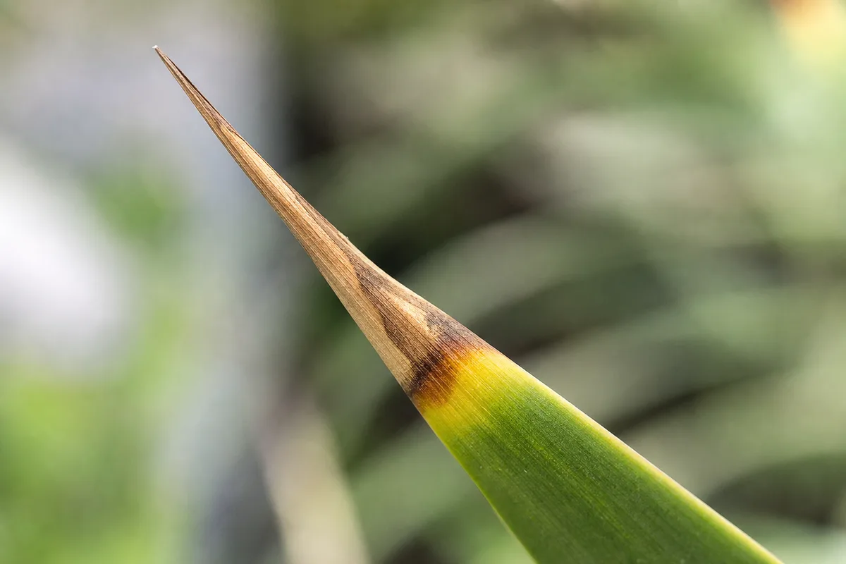 Close-up of Brown Tips on Yucca Plant - diagnostic detail