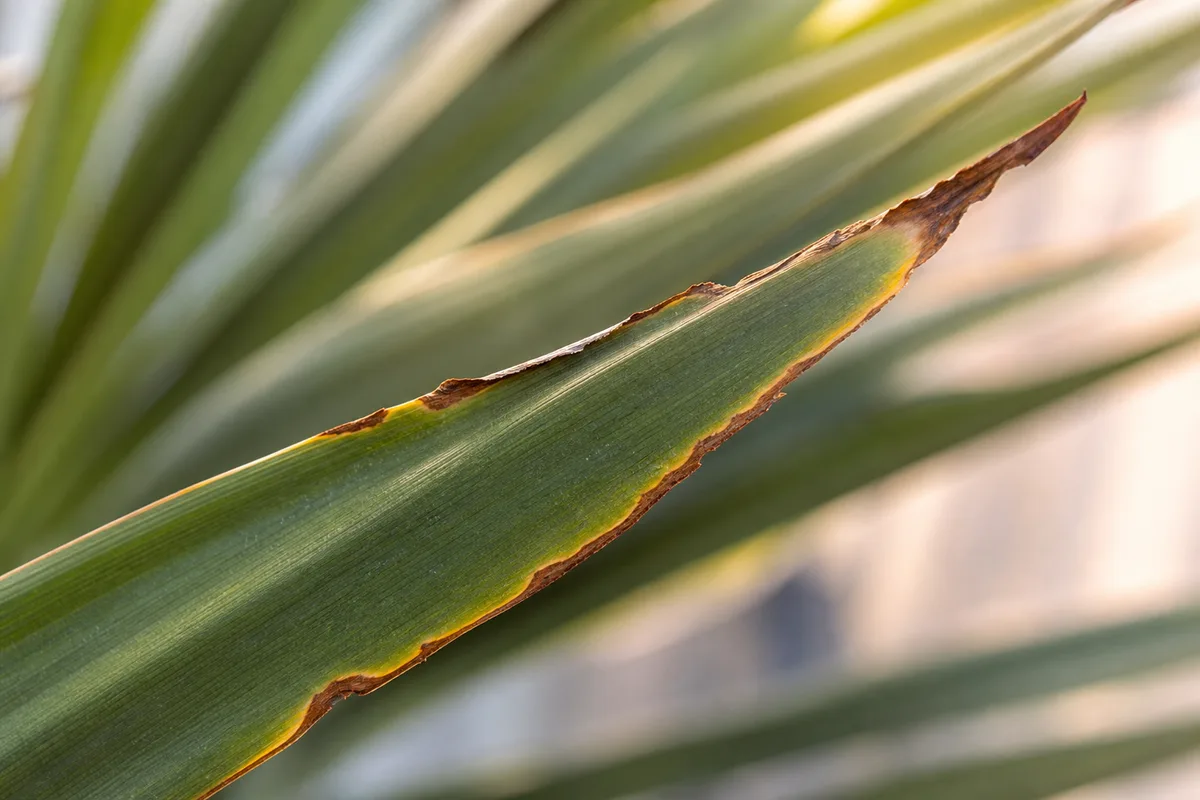 Close-up of Draft Stress on Yucca Plant - diagnostic detail